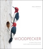 woodpecker.jpg woodpecker.jpg