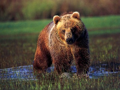 Grizzly-Bear-In-Water-1024x768.jpg Grizzly-Bear-In-Water-1024x768.jpg